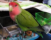 �}�}�A����ڂ��̃S�n���H