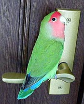 �J�����Ⴞ�߁`�I