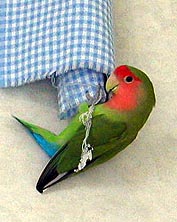 �Ԃ炳����^���`