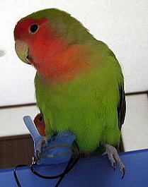 �����ƒg�������Ă��Ă�`