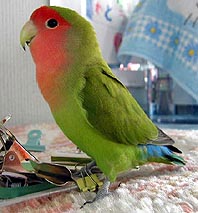 �܂܂��I�����g�����˂�˂ɂ��ĂˁI