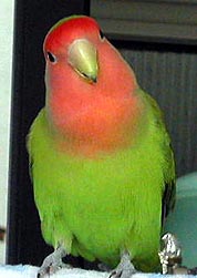 �ɂ�[�ɂ�A�����Ⴍ����H