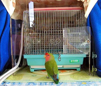 �R���A�{�N�̃l���l����`