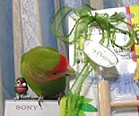 ���A���̃��{�����Ă��`�A���N�����Ȃ񂾂�ˁ`