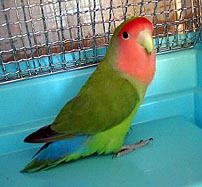 �ւււ��A�������Ȃ���