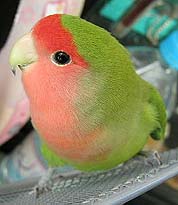 ���N���A�����ς���낵���˂���