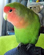 ���N����낵�����肢���܁`����