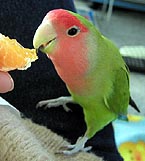 �܂܂��A����͂ڂ��̂��������