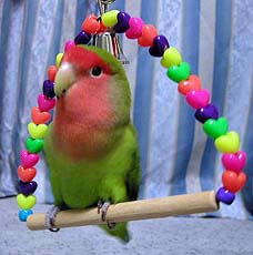 ���N����