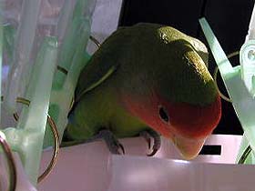 ����A�S�[�~�������܂�Ƃ��Ȃ񂾂��āB