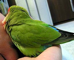 �[���́A�}�}�Ƃ˂�ˁ`