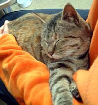 ����ς肱���������ɂ႟�`