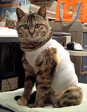 �撣��ɂ��I