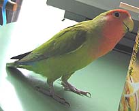 �܂܁A����Ȃ̐H�ׂ�́H