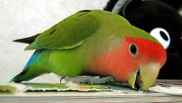 �A�j�t�@�A�݁[��������