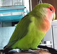 �����́A�J�ł��˂��`