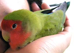 �˂ނ��񂾂悧�`