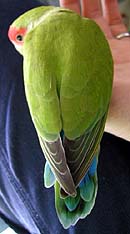 �K���A�����Ă�����`