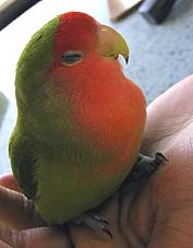 �|�J�|�J�ł��˂ނ���`