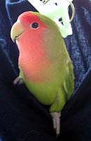 �˂˂��A�Ⴞ��A�䂫���I