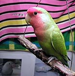 ���˂������̃u�����R���ƂˁA���b�ł���񂾂�B