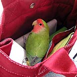 �ڂ����A�����H�ׂɍs�����`