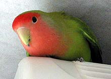 �}�}�͂����܂ł���Ȃ��ł���`