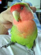 �ł��A�J�L�J�L�͎ア�񂾂悧�`