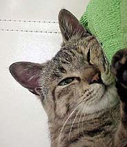 �͂��`�A�V���b�N���킟�`�B�B