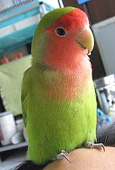 ���񂶂�}�}�A�X���X�������Ă悧�`