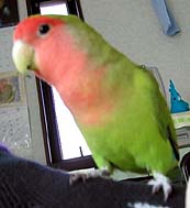 �������A�������ς��̂����́I�H