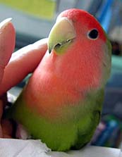 �����͒��q�����̂��`�H