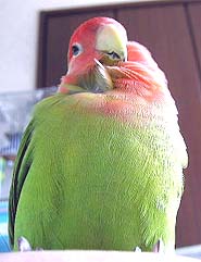 �����ւ�I�ڂ��͂������傤�Ԃ����