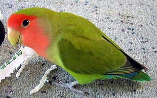 �����̃}�}�̂����́A�^�R���L�������񂾂�B