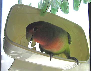 �܂܂��`�A�C��t���Ă�ˁ`�I