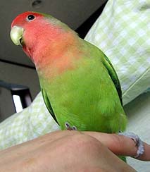 �����́A�C�C���V�C���˂�