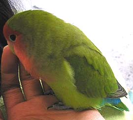 �܂܂��A�����o�V���o�V�����Ă����[���H