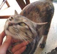 ����������A�R�R�C�������`��ł���`