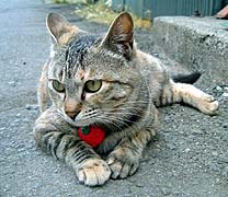 ������A�X�L����Ȃ����[��