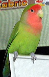 �˂��`�܂��������[�s���̂��`