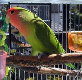 ���O�A�v���Ԃ��