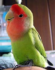 �}�}�A���h���C�u�s�����H