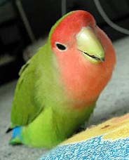 �݂�����A�C�R�C�R�ˁ`