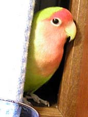 �Ȃ��ɂ��`