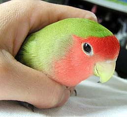 ����Ȃɒ����Ȃ����Ă΂��`