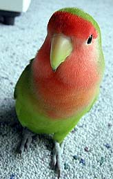 �̂ۂۂ�A�ǂ����I�H