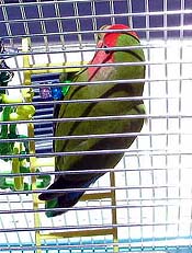 �����A�n�g�����