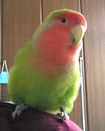 �}�}�A���߂Ĕ����ŉ�Ђ��ˁI