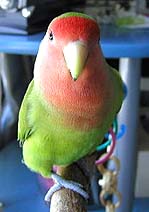 �����A�����������ɂȂ�̂��I�H