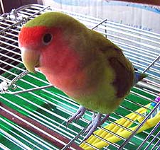 ���o�����̏�������`